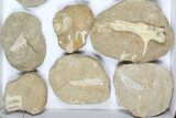 Flat: Cretaceous Marine Vertebrate Fossils - Pieces #96117-1